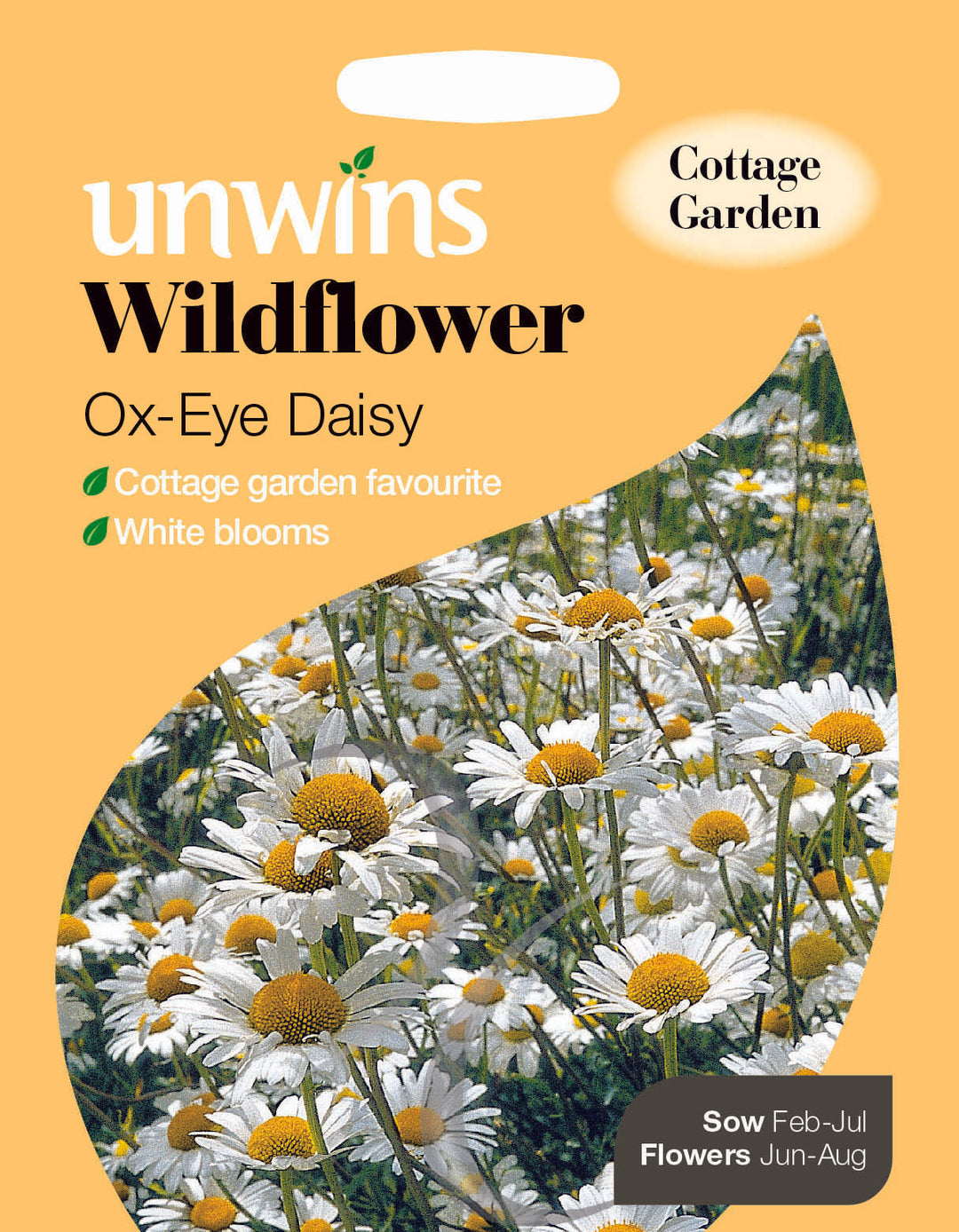 Wildflower Ox-Eye Daisy