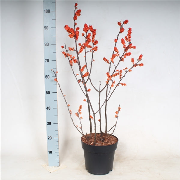 Ilex verticillata Magical Berry  60-80 CM