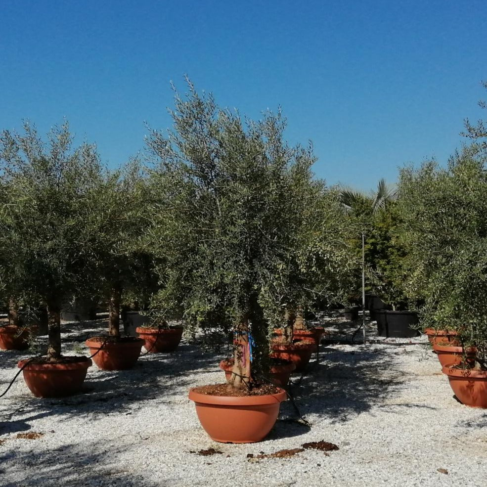 Olive Tree OLEA EUROPEA IN CVS CIOTOLA DIAM. 70 LT 90 CIRC. TR 40 - 60 CM 1/2 STD MULTITESTA