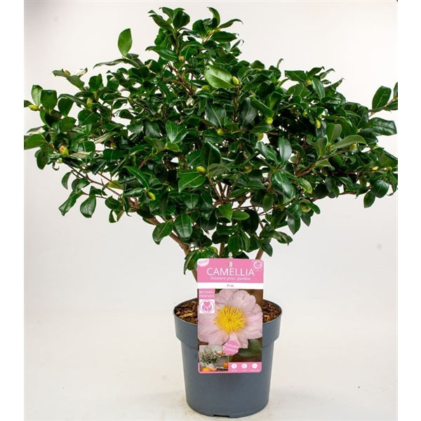 Camellia sas. Pink