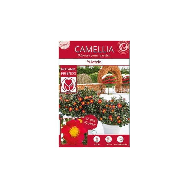 Camellia sas. Yuletide