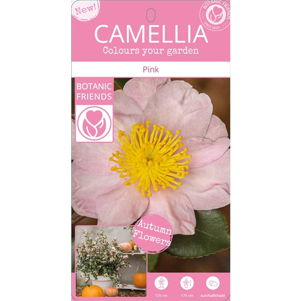 Camellia sas. Pink