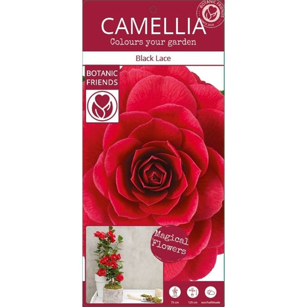 Camellia ret. Black Lace