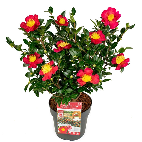 Camellia sas. Yuletide