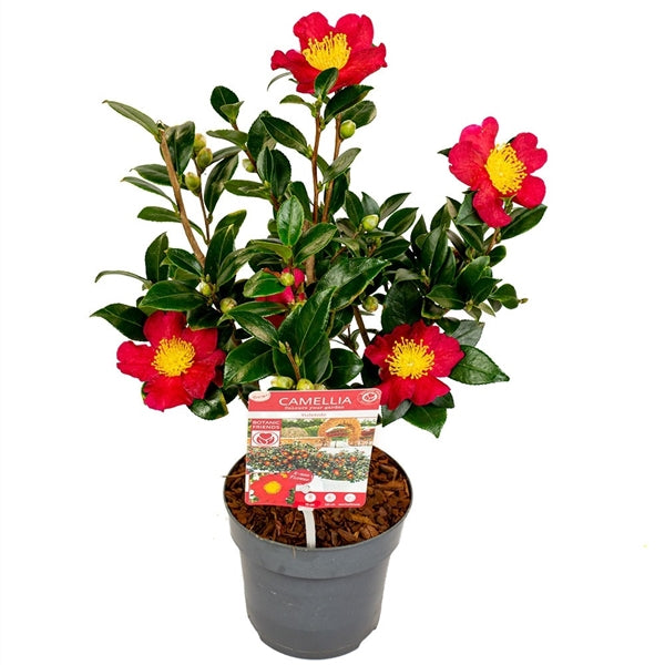 Camellia sas. Yuletide