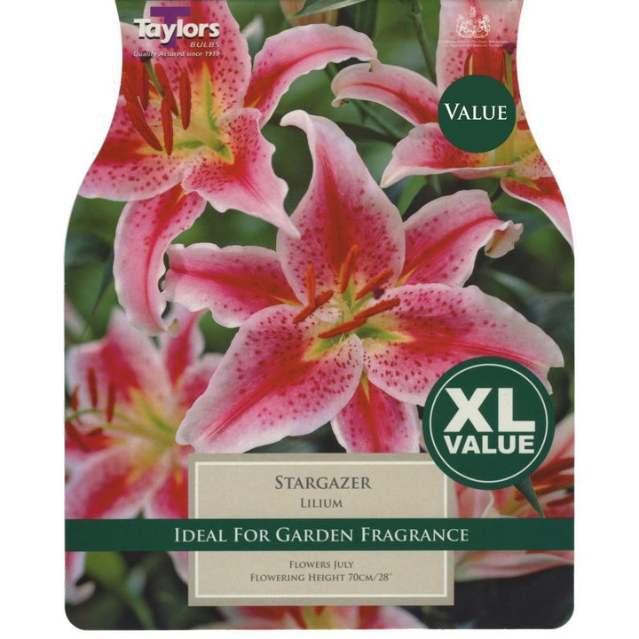 XL LILIUM STARGAZER 5