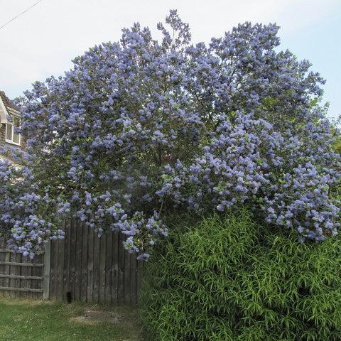 Ceanothus arboreus Trewithen Blue