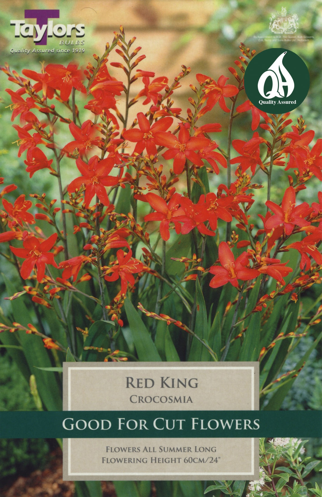 CROCOSMIA RED KING 10