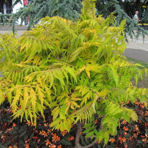 Rhus-typh.-Tiger-Eyes-Planted