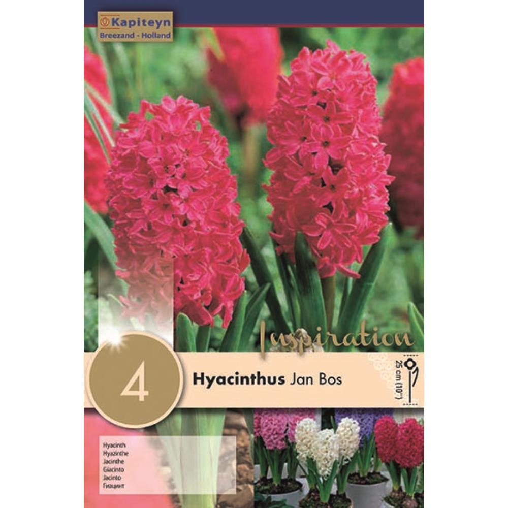 HYACINTHUS JAN BOS X 4