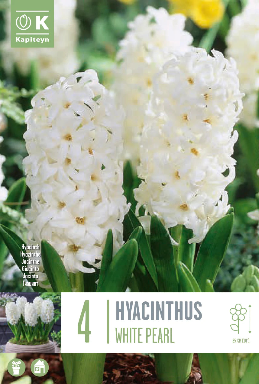 HYACINTHUS WHITE PEARL X 4