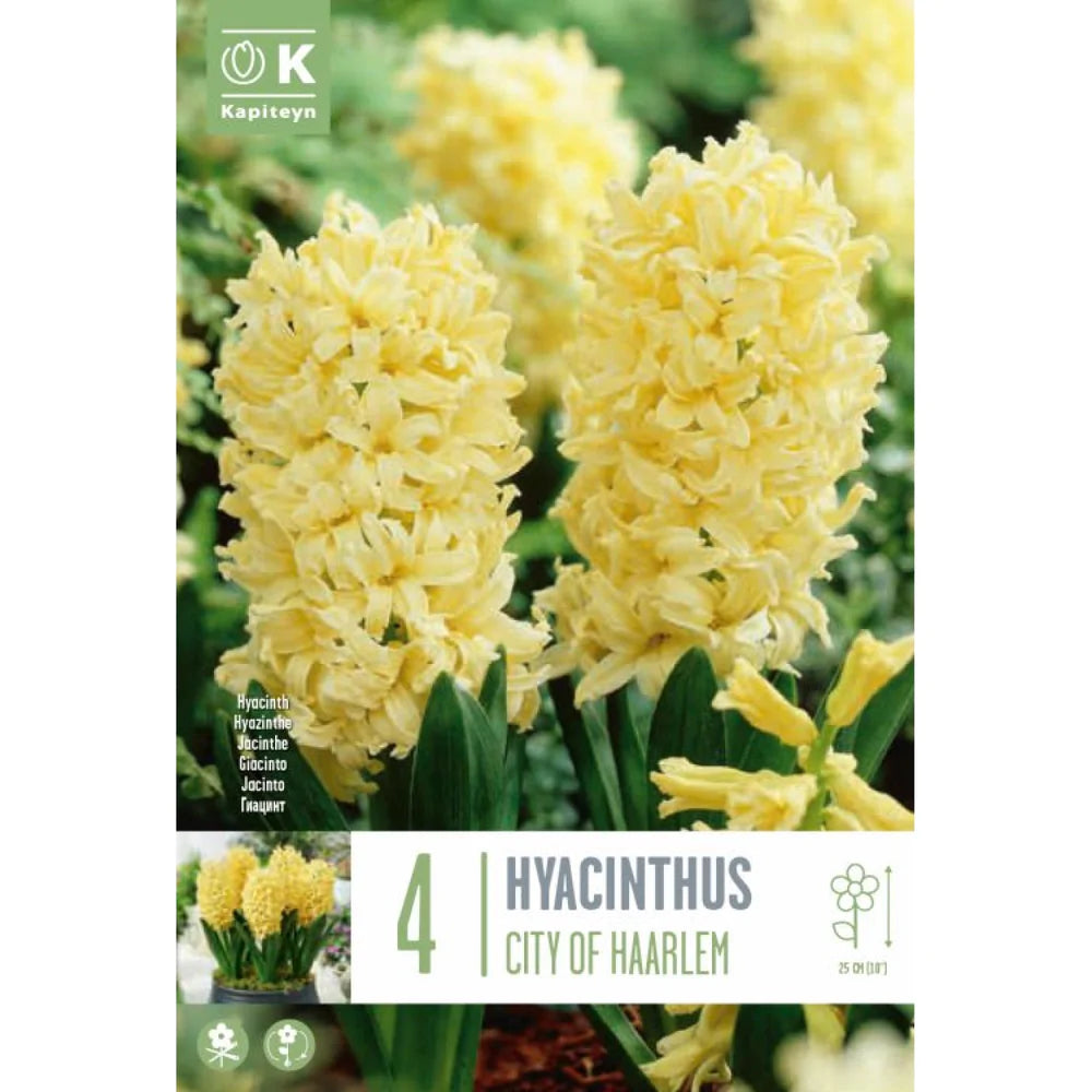 HYACINTHUS CITY OF HAARLEM  X 4