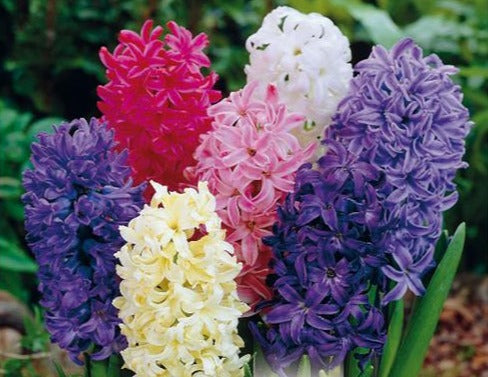 HYACINTHUS MIXED COLOURS X 4