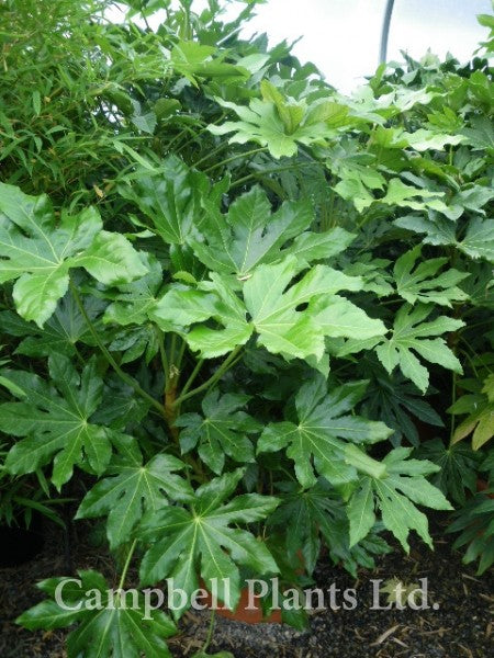 FATSIA   japonica