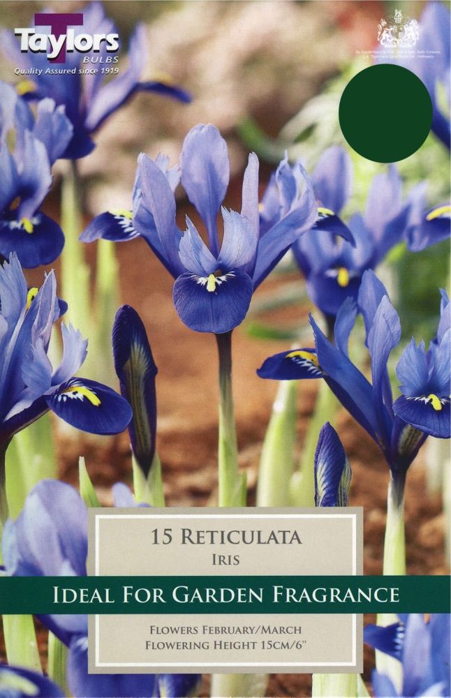 IRIS RETICULATA HARMONY X 12