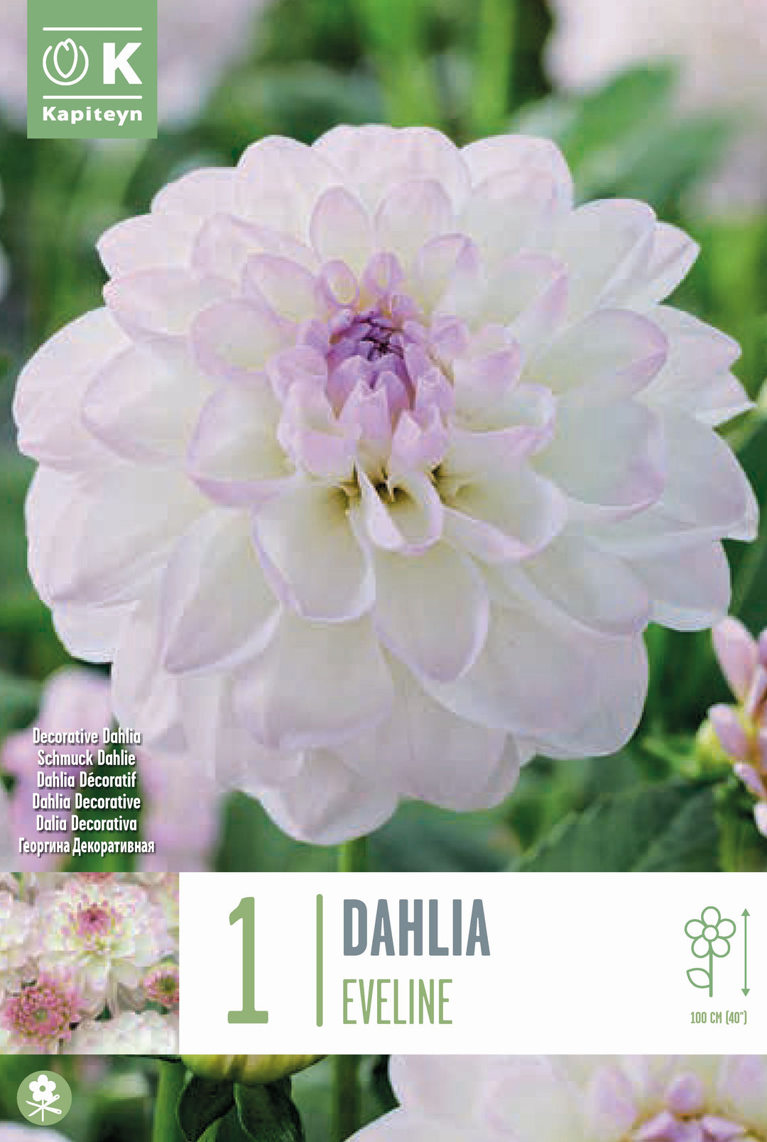 DAHLIA EVELINE x 1