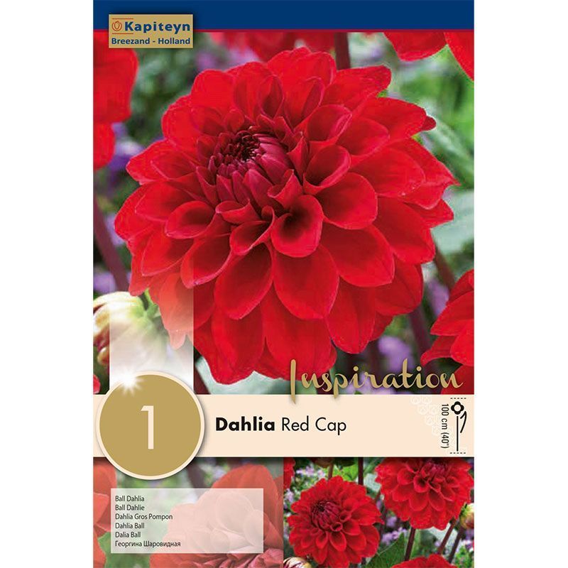 DAHLIA RED CAP x 1