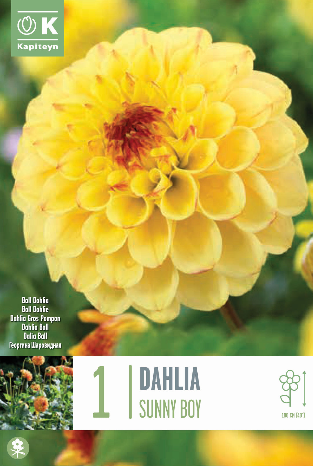 DAHLIA SUNNY BOY x 1