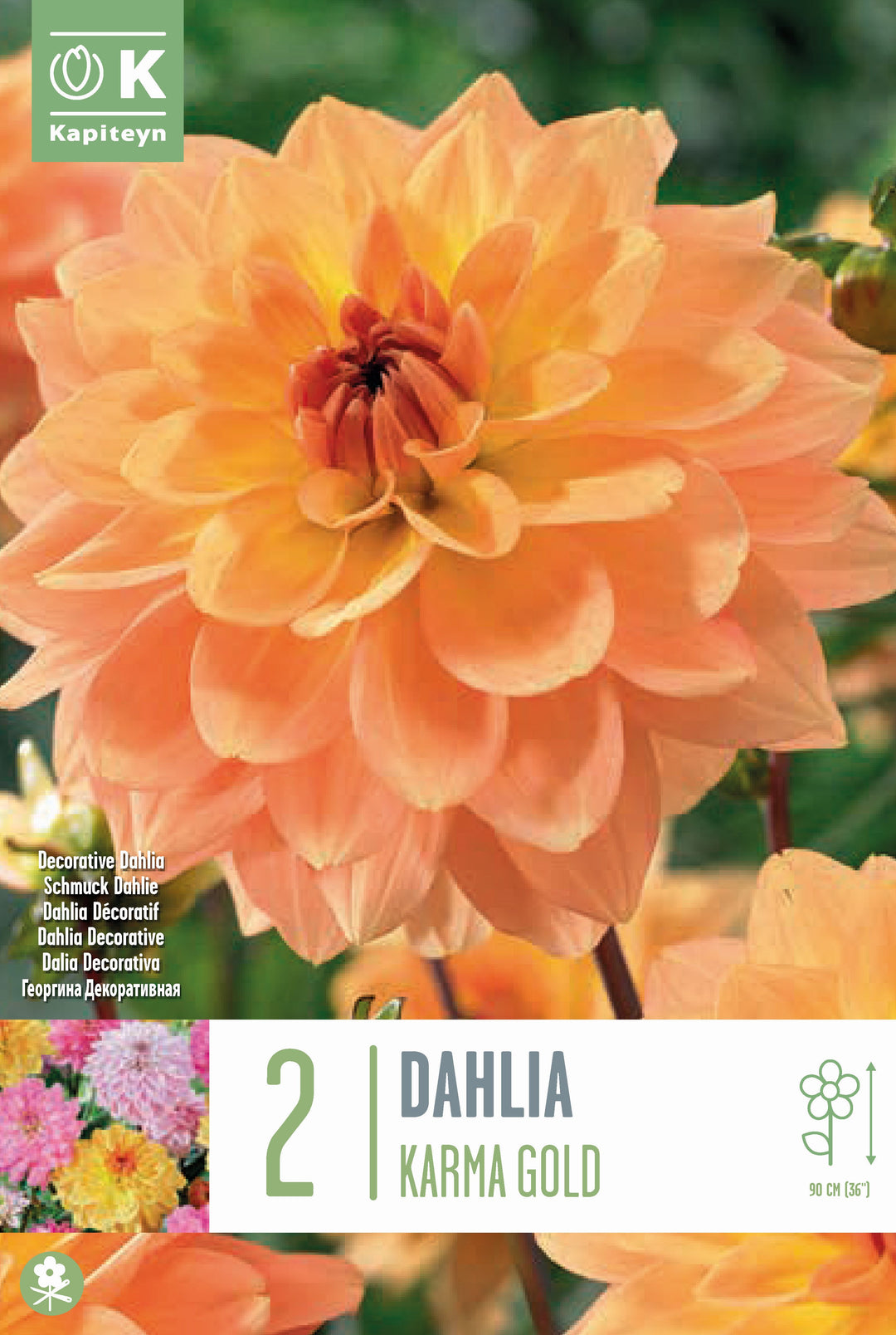 DAHLIA KARMA GOLD