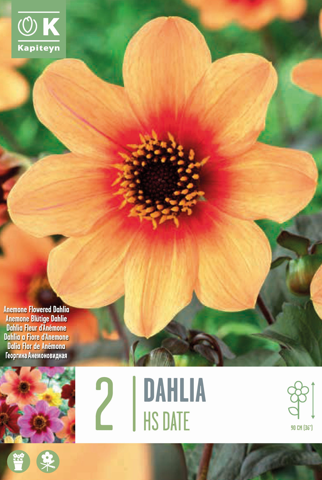 DAHLIA H.S. DATE