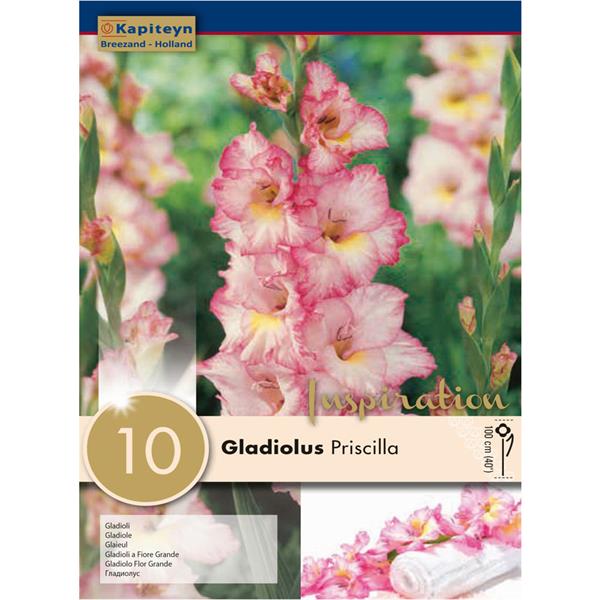 GLADIOLUS PRISCILLA x 10