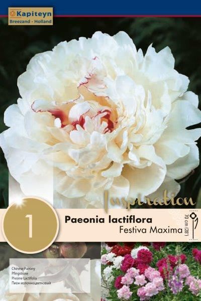 PAEONIA FESTIVA MAXIMA x 1