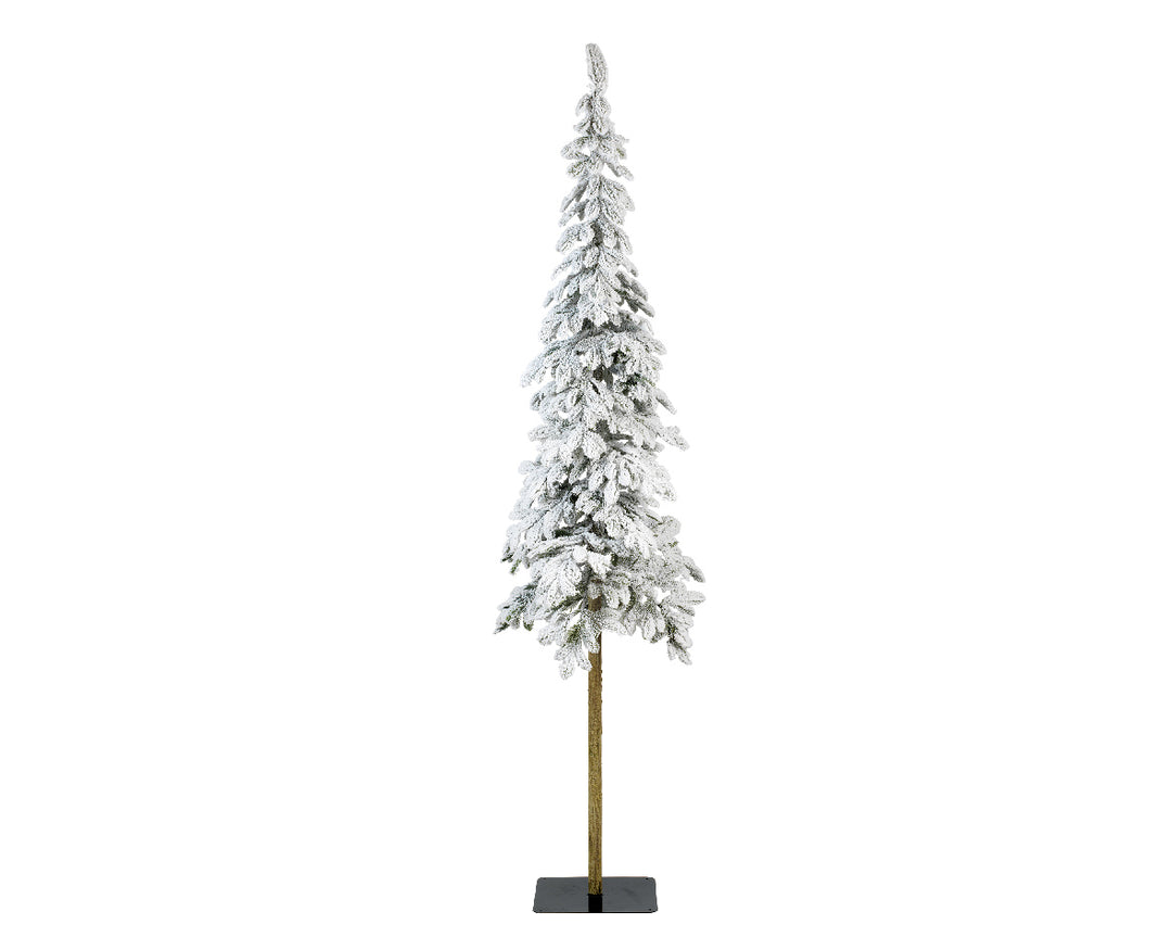 Snowy Alpine fir 4ft 120cm