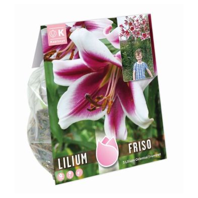 TREE LILIUM FRISO 3