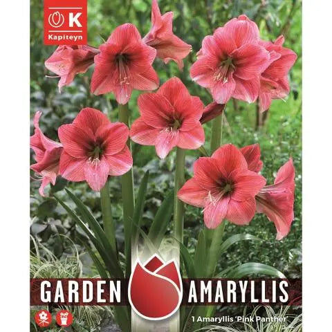 AMARYLLIS PINK PANTER