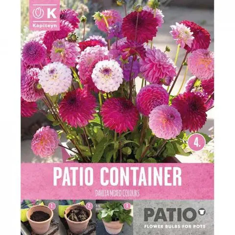 PATIO CONTAINER DAHLIA SORBET SHADES x 3