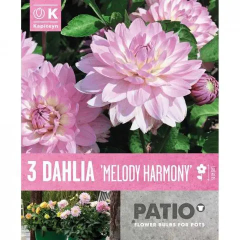 DAHLIA MELODY HARMONY 3