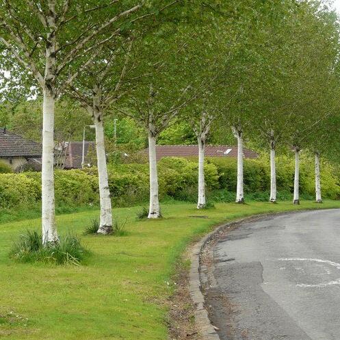 BETULA JACQUEMONTII