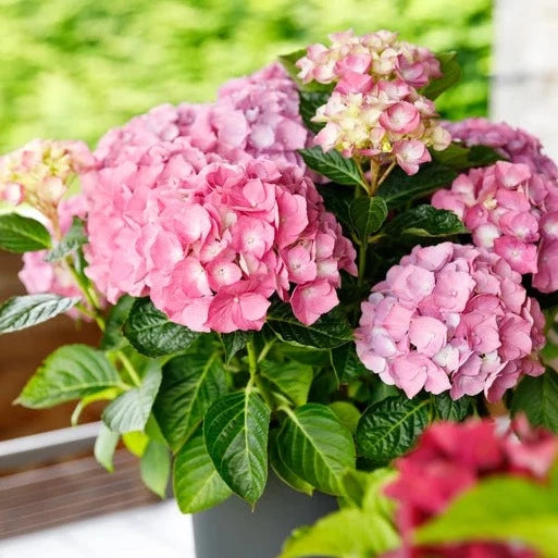 Hydrangea macr. Pink