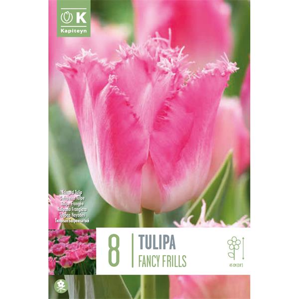 TULIPA FANCY FRILLS X 8