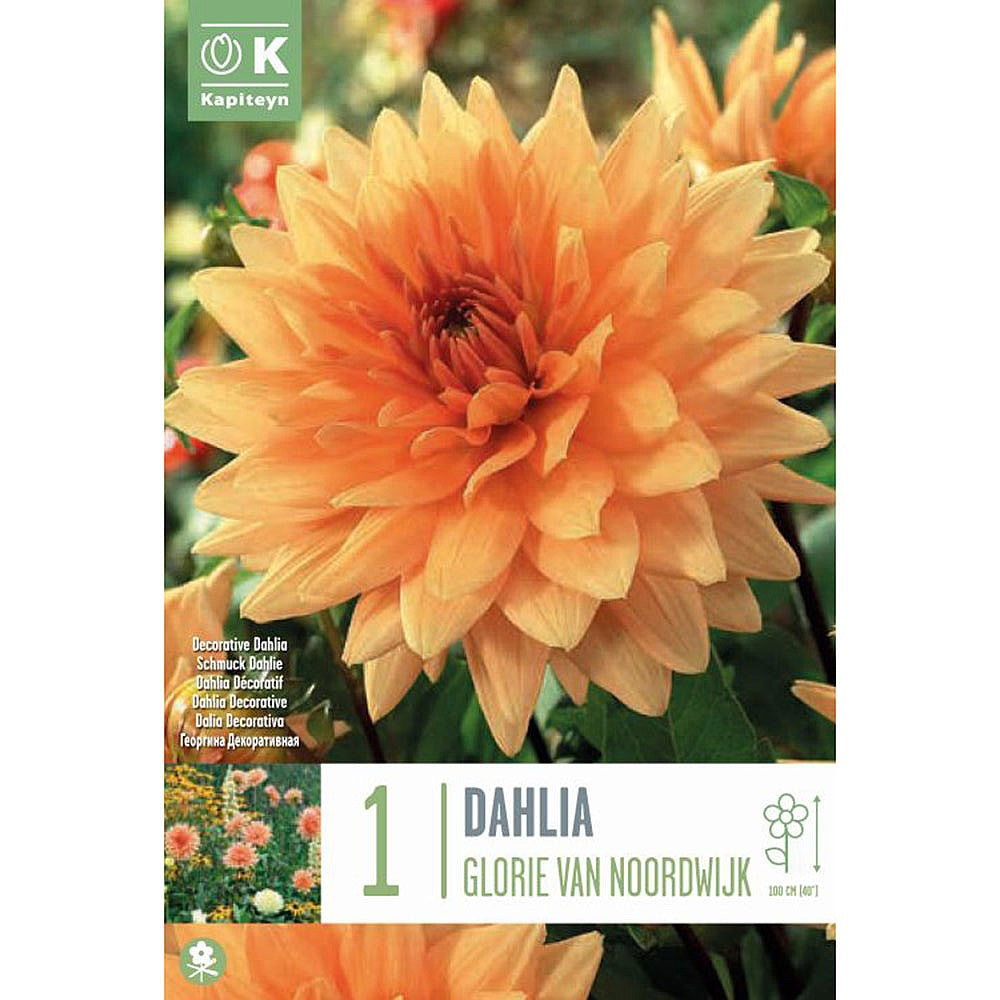 DAHLIA GLORIE VAN NOORDWIJK