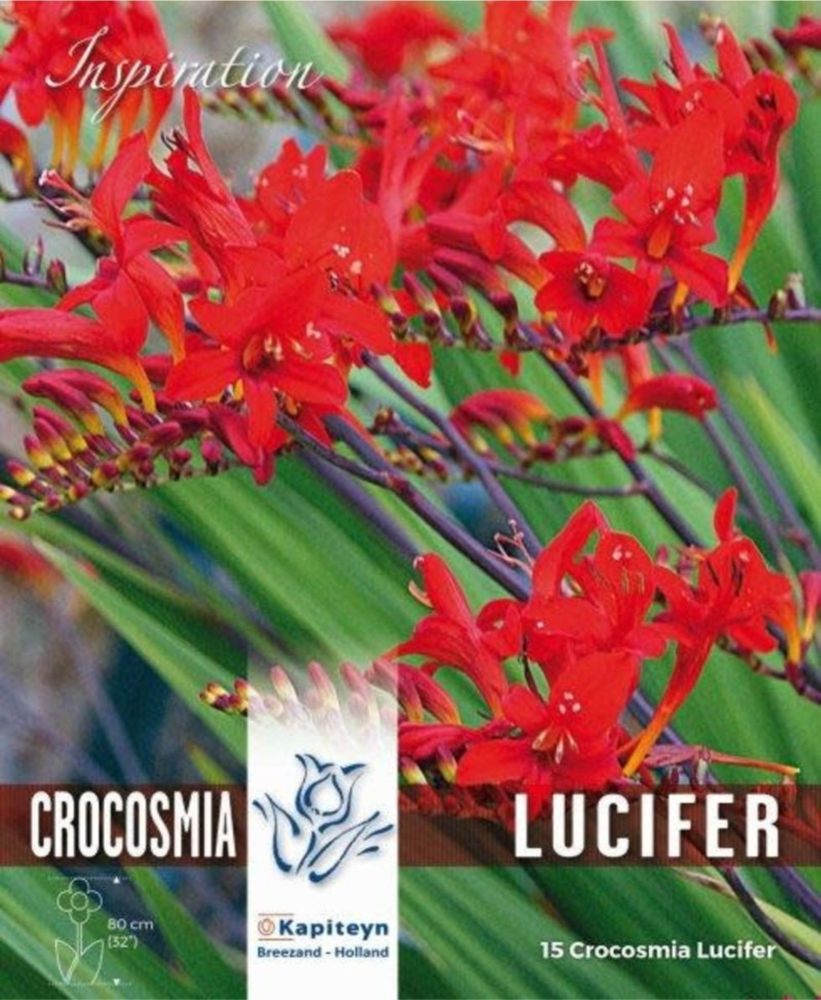 CROCOSMIA LUCIFER x 15