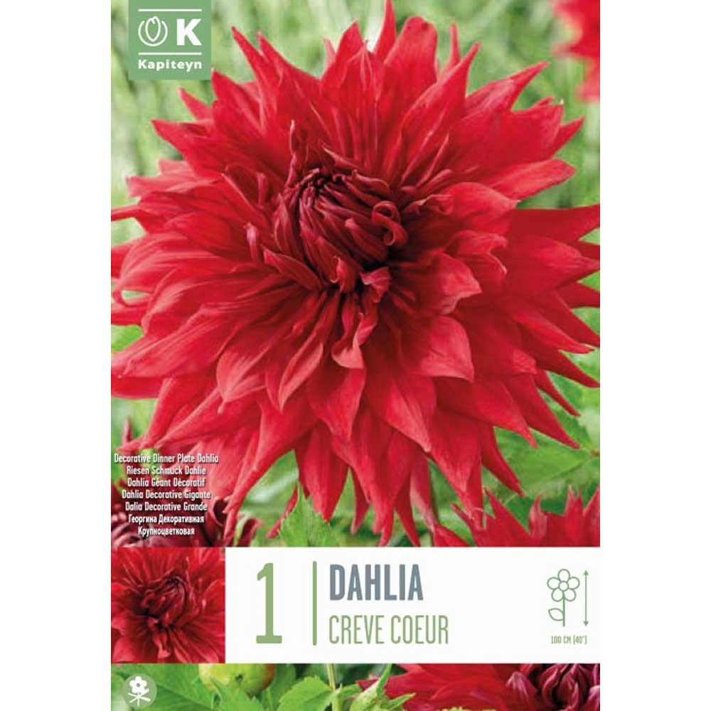 DAHLIA CREVE COEUR