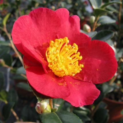 Camellia sas. Yuletide