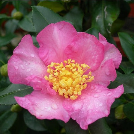 Camellia sas. Pink