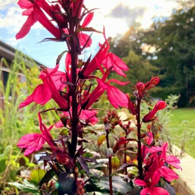 Lobelia Starship Deep Rose – Windyridge Garden Centre