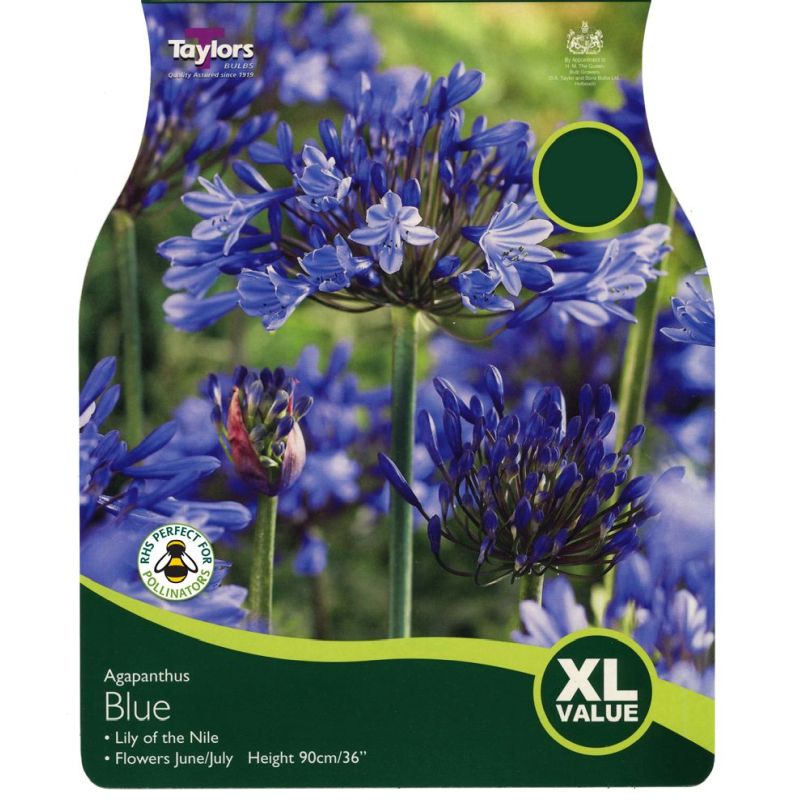 XL AGAPANTHUS BLUE 1-2 EYES 4