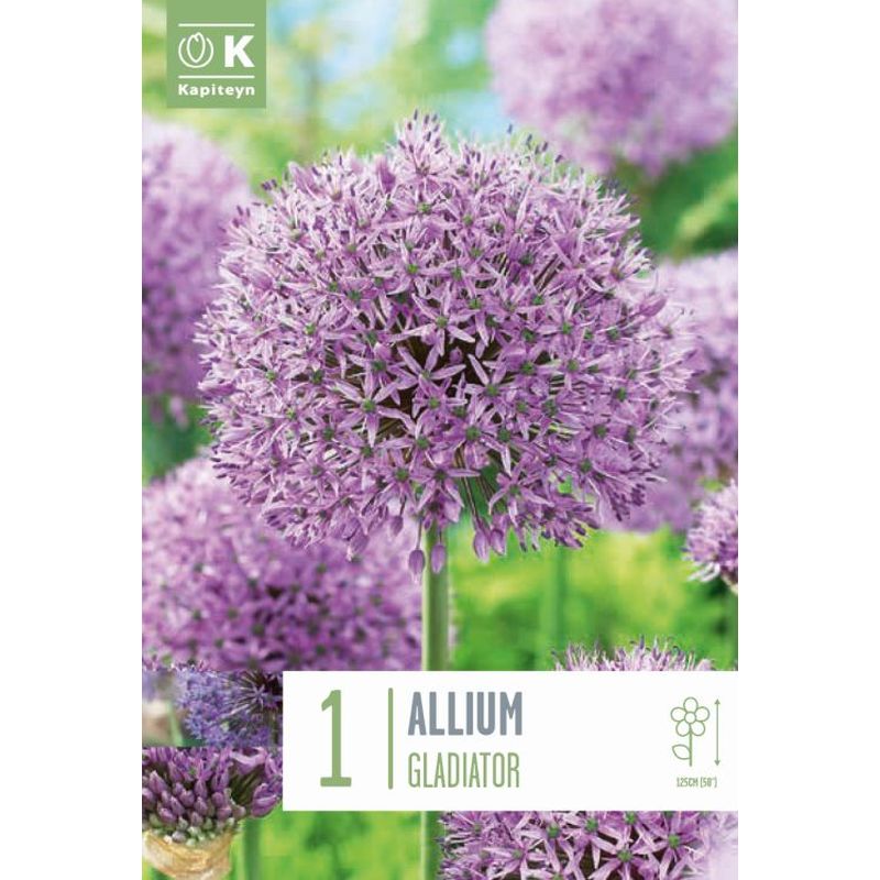 ALLIUM GLADIATOR