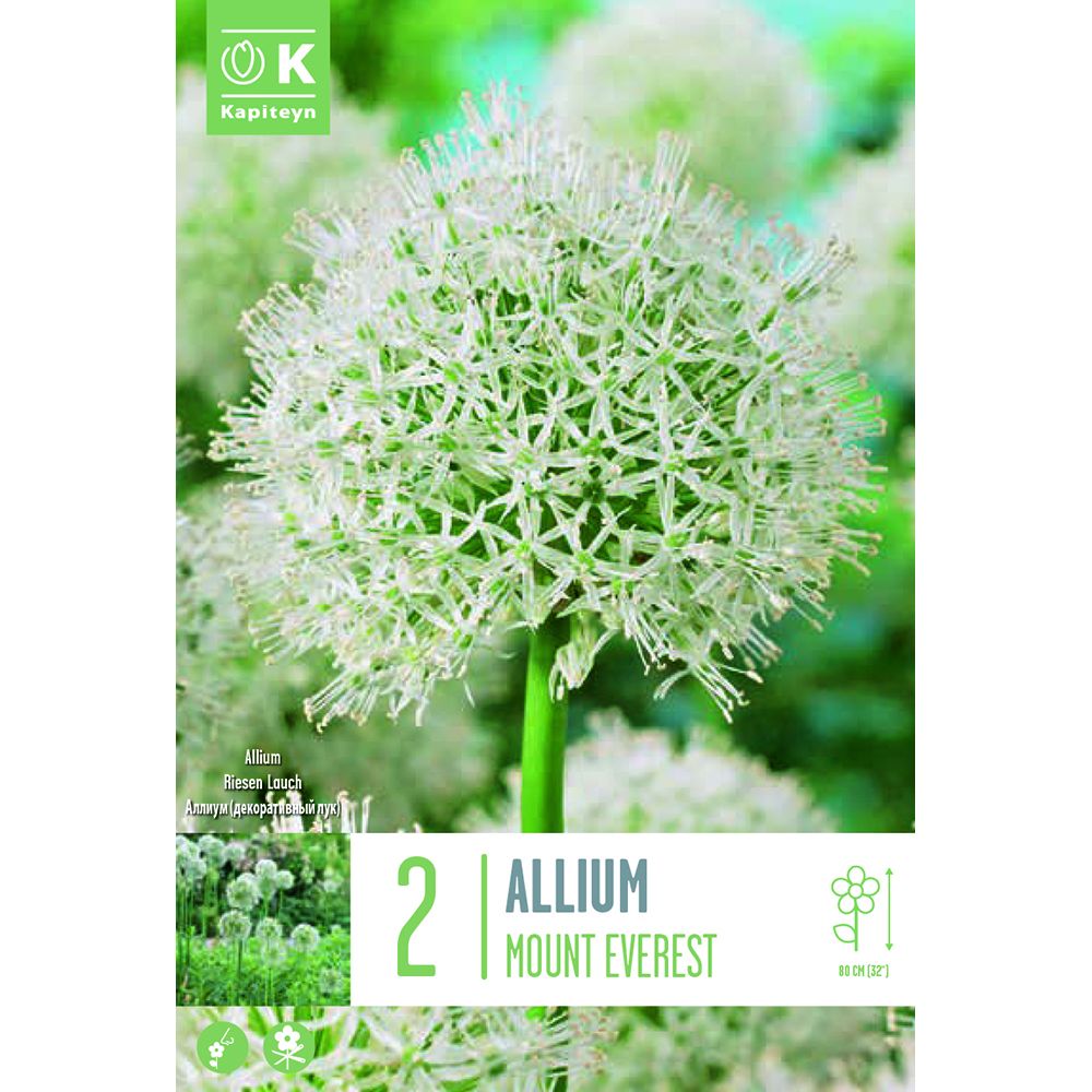 ALLIUM MOUNT EVEREST X 2