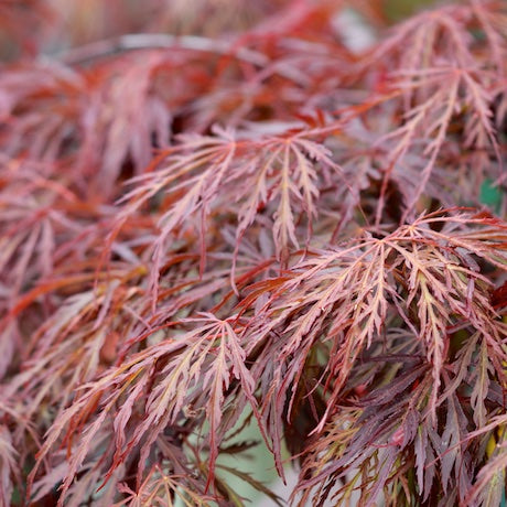 Acer pal. Crimson Queen (150 cm 35L)