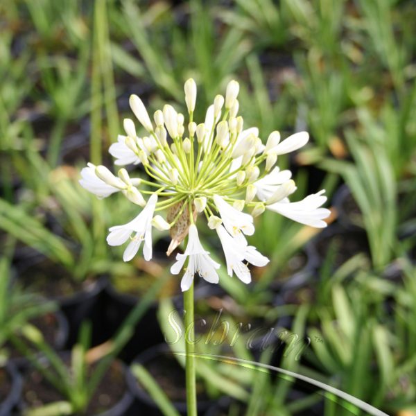 Agapanthus Polar Ice