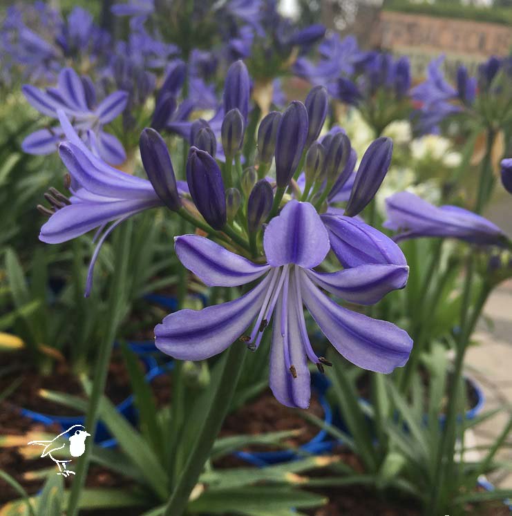 AGAPANTHUS  Charlotte