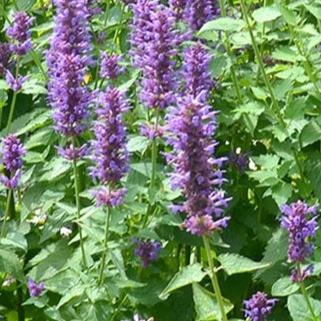 Hummingbird Mint (Agastache Blue Boa)