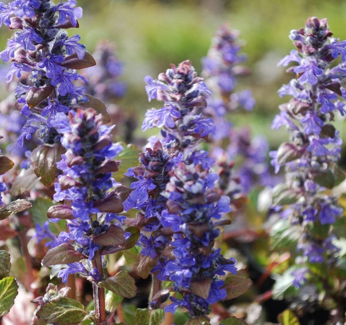 Ajuga reptans Braunherz