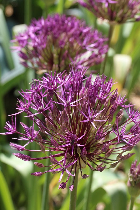 ALLIUM PURPLE RAIN