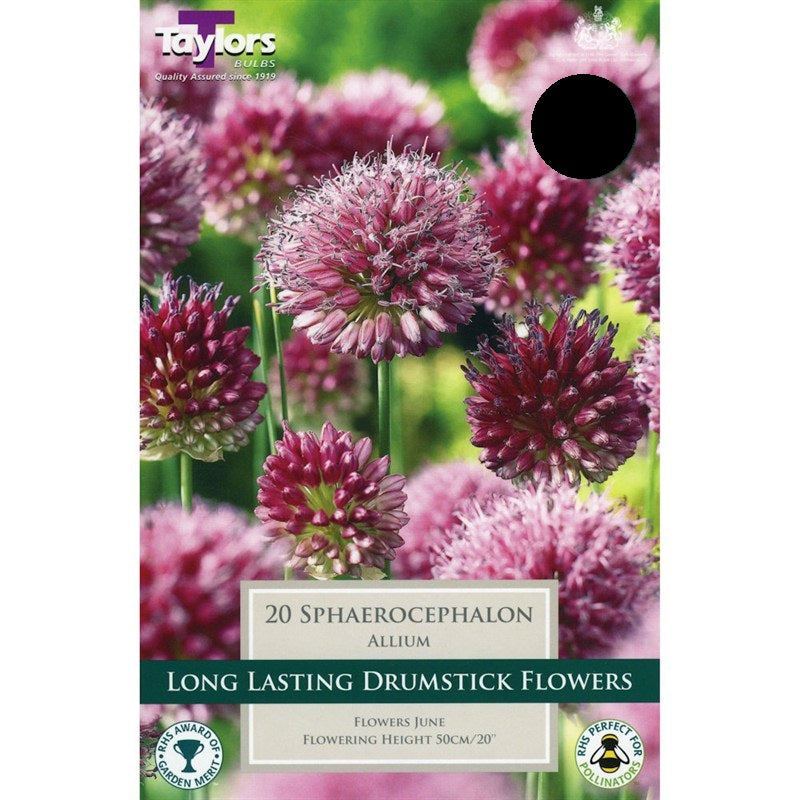 20 Allium Sphaerocephalon Drumstick